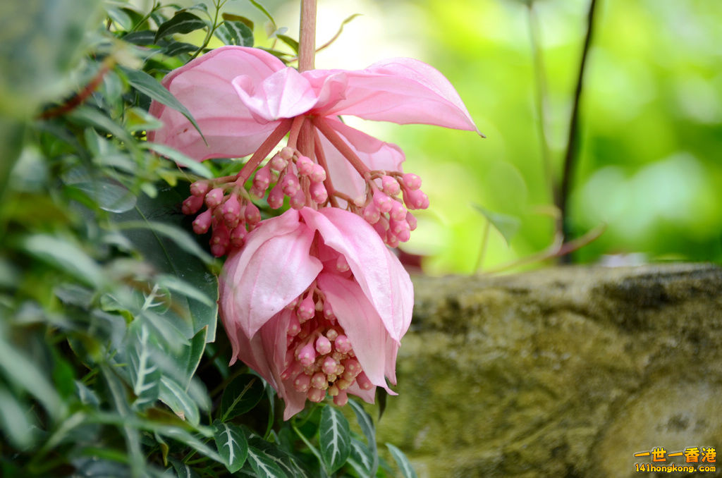 DSC_6766.jpg