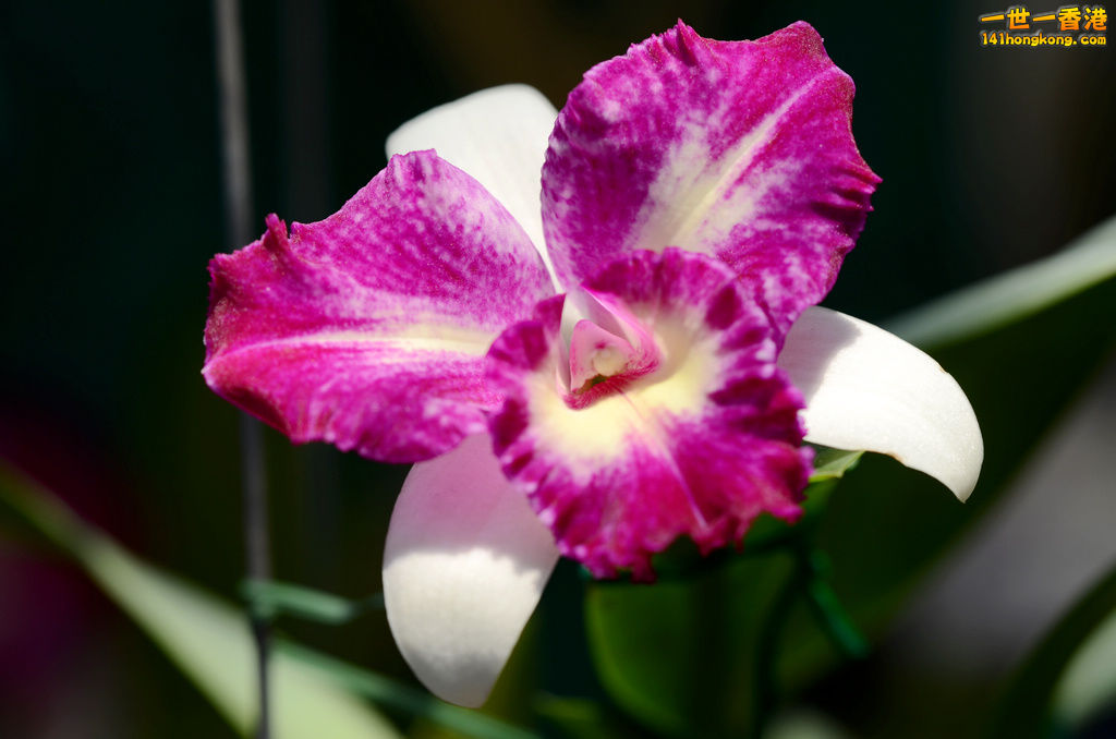 DSC_6593.jpg