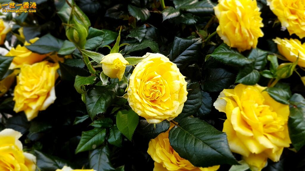 rps20170212_004558.jpg