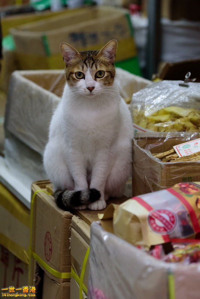 DSC_1529.jpg
