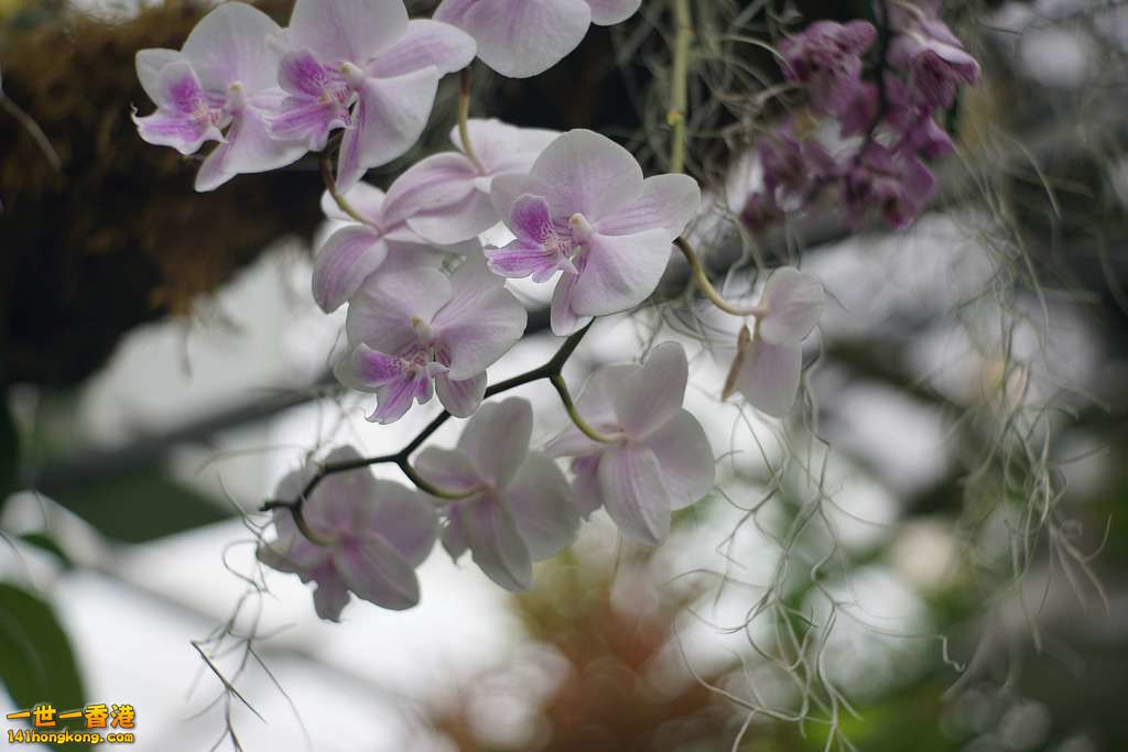 DSC00042.jpg