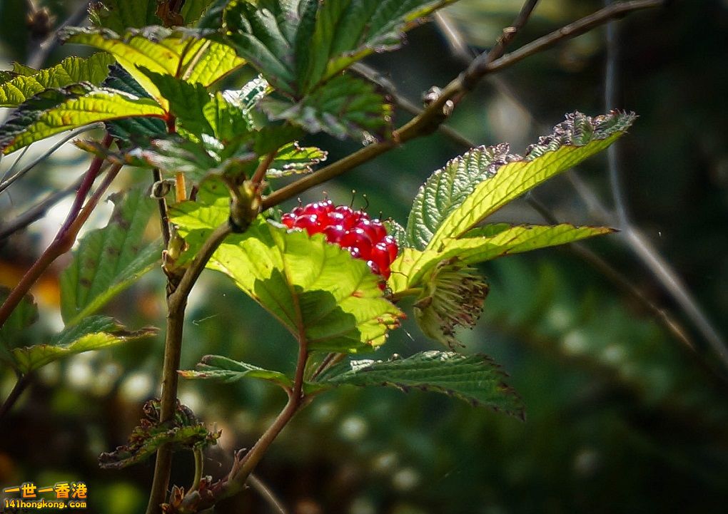 DSC01047.jpg
