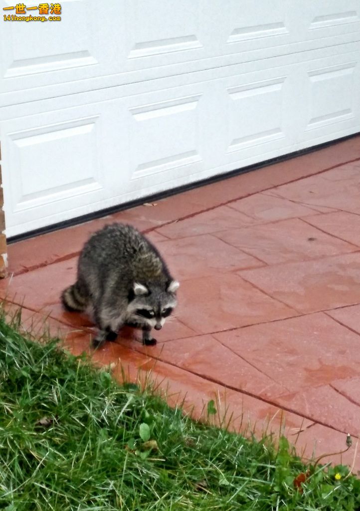 Raccoon.jpg