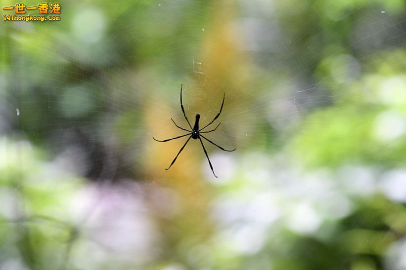 DSC_3687_副本.jpg