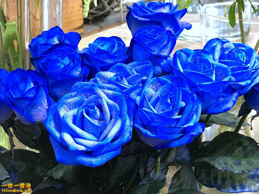 IMG_0559.JPG