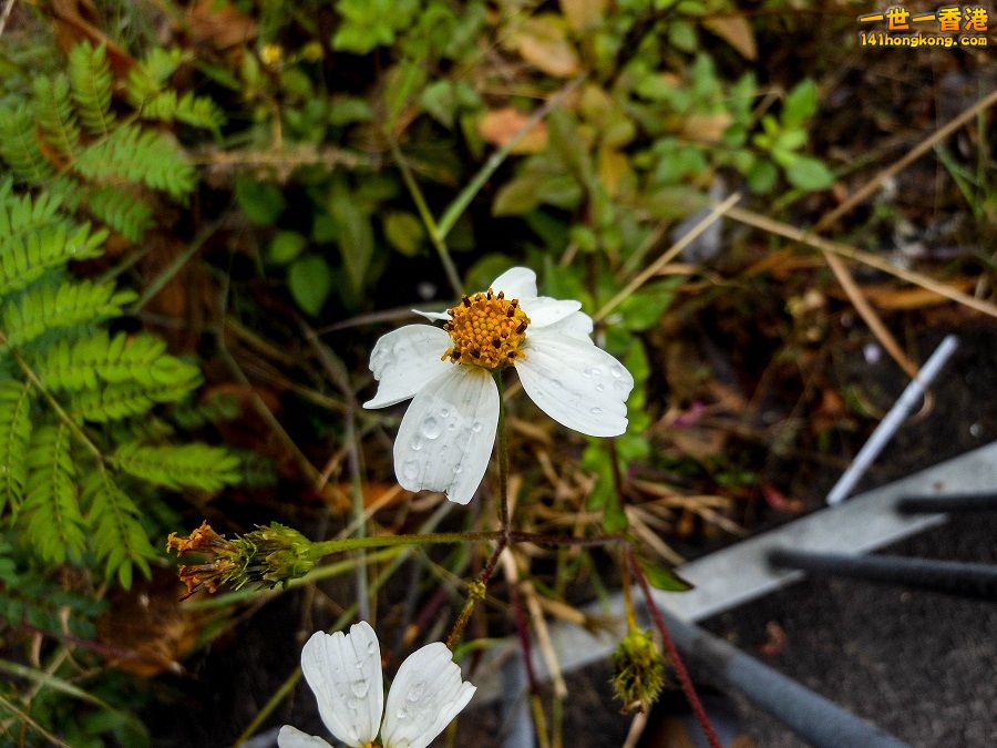 DSCN0683.jpg