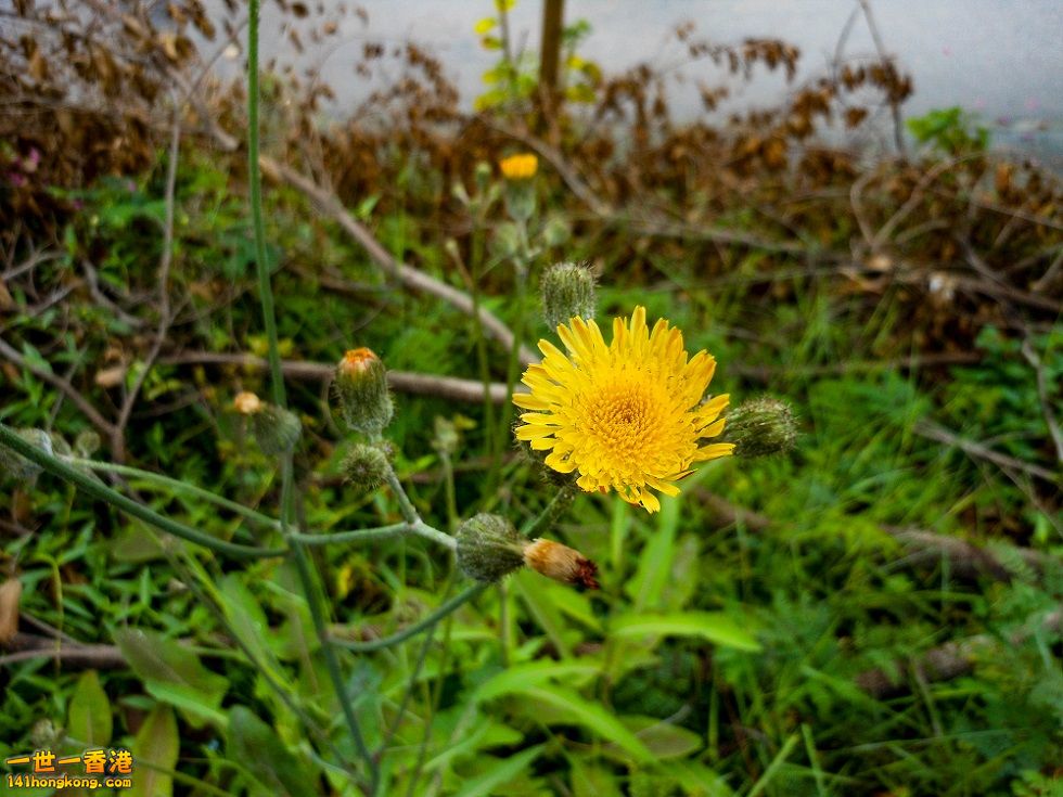 DSCN0685.jpg