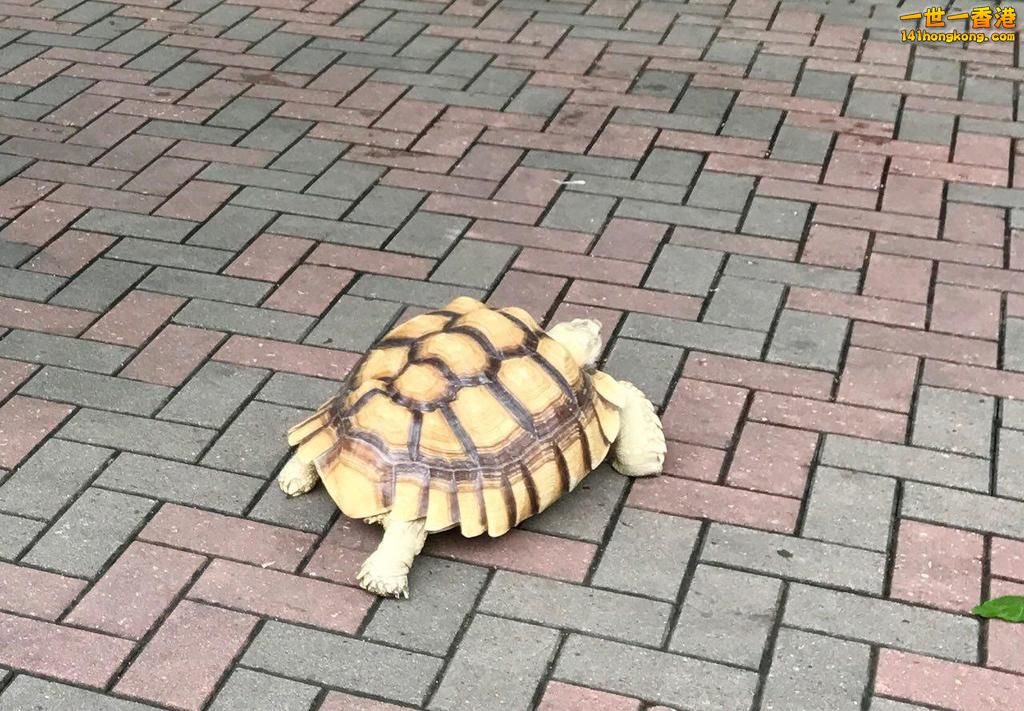 行公園