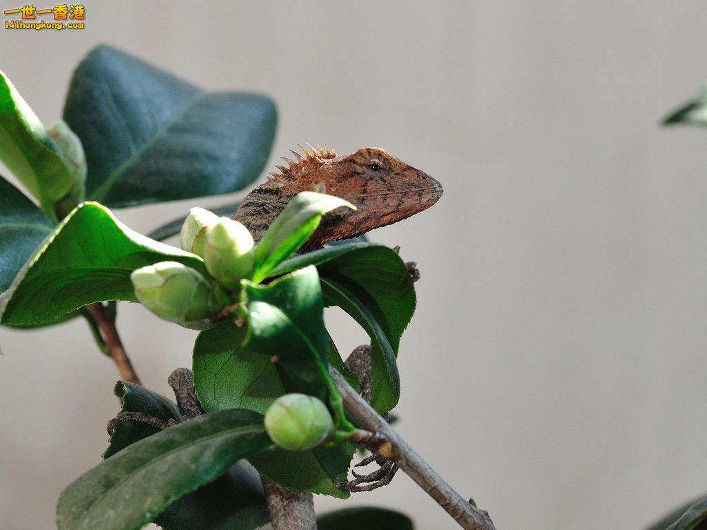 DSC_9466a.jpg