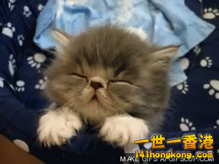 sleepy-kitten-2-o.gif.cf.gif