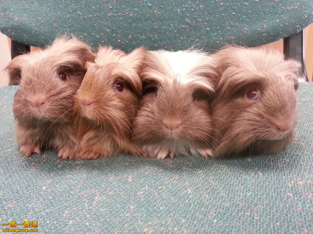 stunning-baby-guinea-pigs-for-sale-5228f1ca26551.jpg