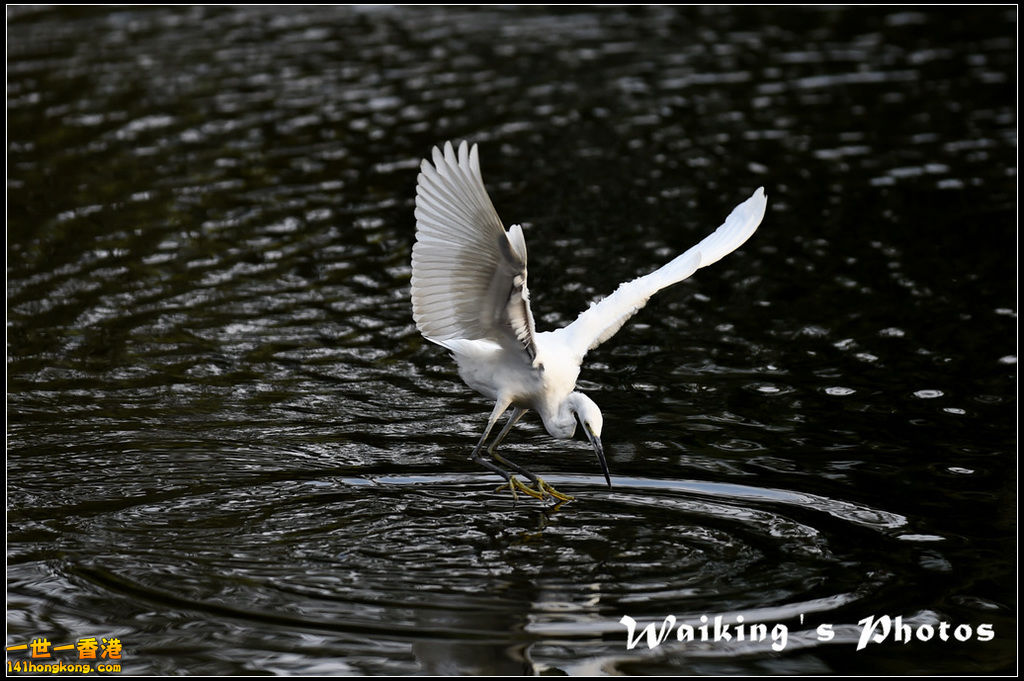 150124 Birds - 0008.jpg