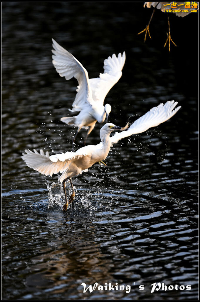 150124 Birds - 0018.jpg