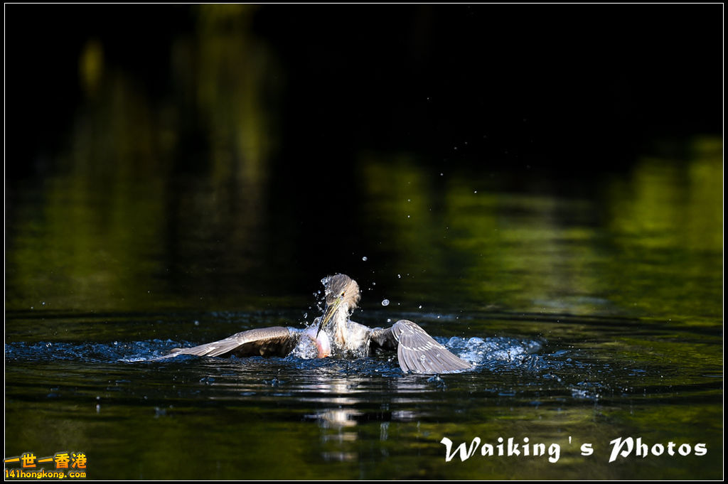 150124 Birds - 0034.jpg