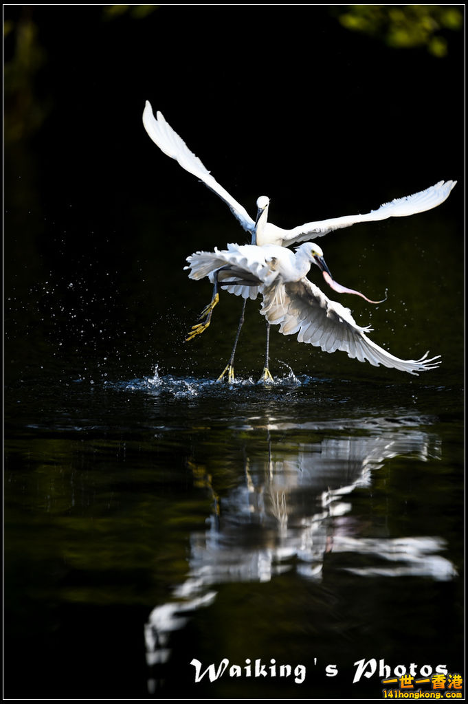 150124 Birds - 0035.jpg
