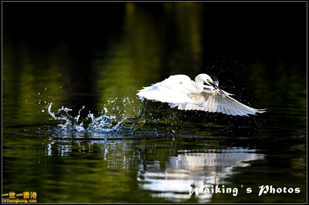 150124 Birds - 0027.jpg