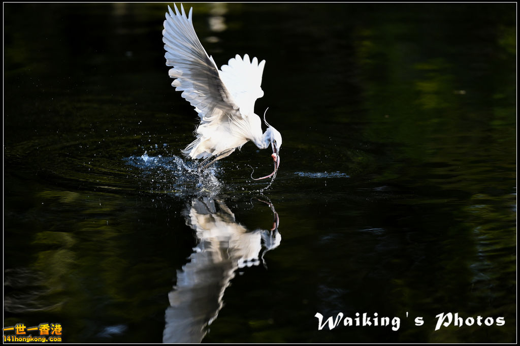 150124 Birds - 0040.jpg