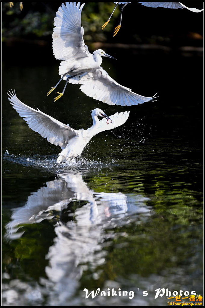150124 Birds - 0046.jpg