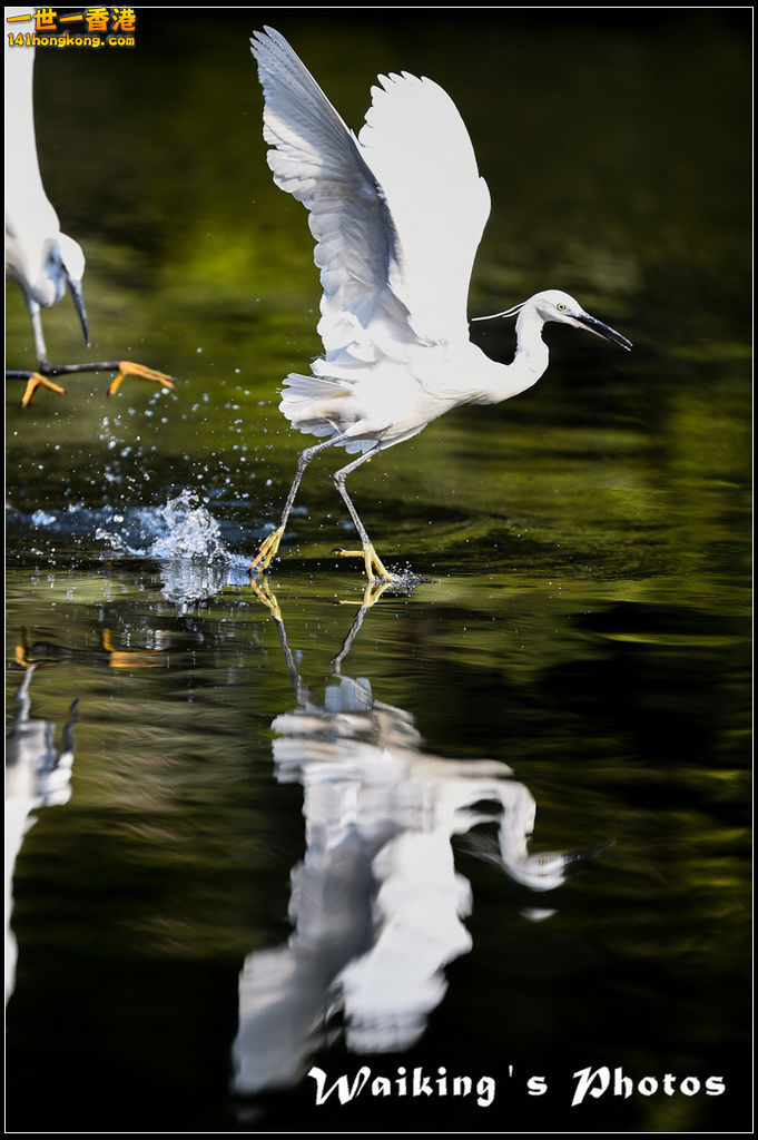 150124 Birds - 0047.jpg