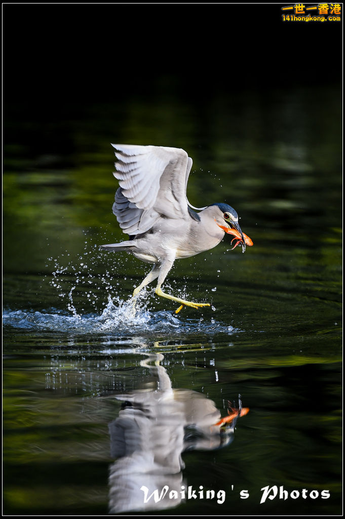 150124 Birds - 0048.jpg