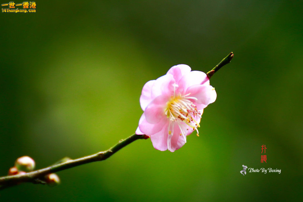 _MG_9464.jpg