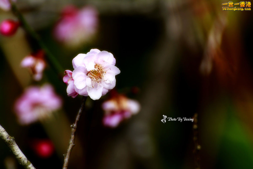 _MG_9520.jpg