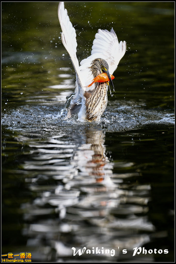 150124 Birds - 0056.jpg
