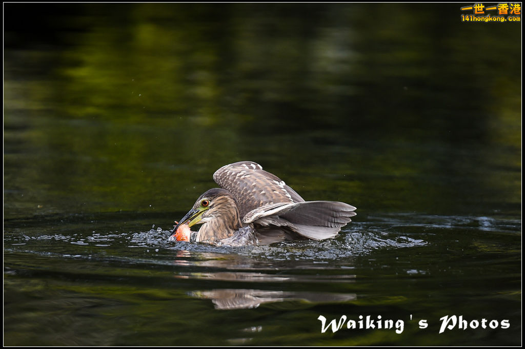 150124 Birds - 0054.jpg