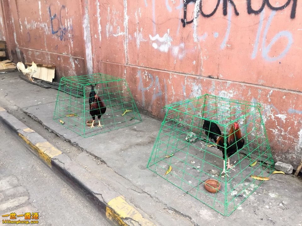 IMG-1772.jpg