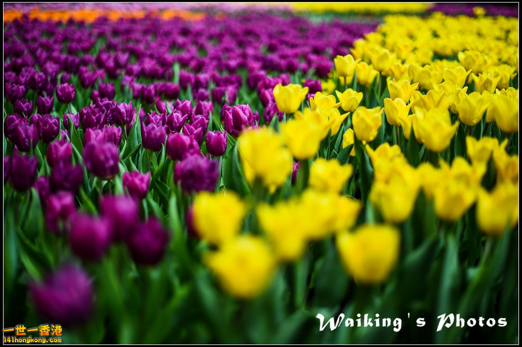150320 Flower Show - 0014.jpg