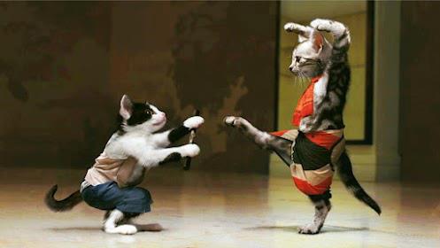 kungfu_cat01.jpg