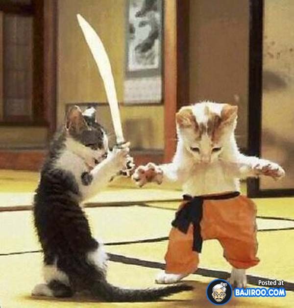 kungfu_cat03.jpg