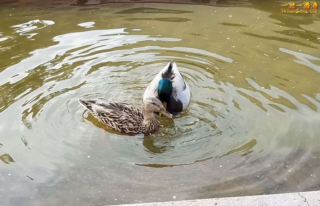 Ducks.jpg