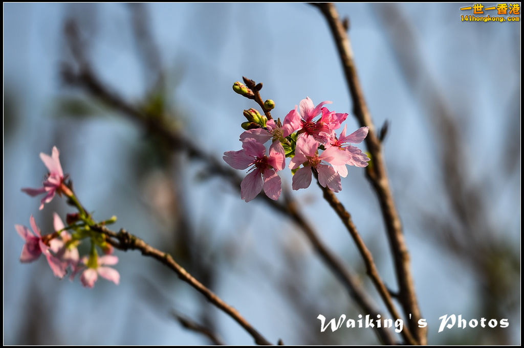 150320 Flower Show - 0083.jpg