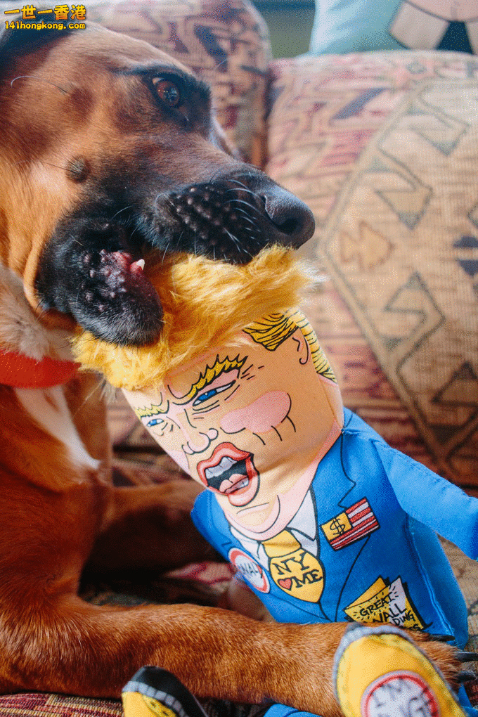 2016_presidential_parody_dog_toys_FUZZU_05.jpeg