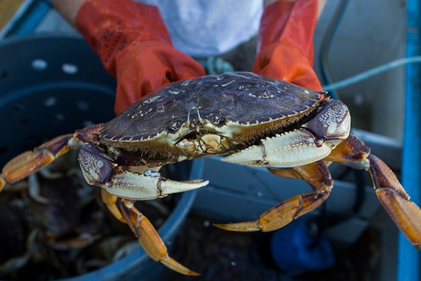 dungeness_crab_hong_kong_c002_1_1.jpg