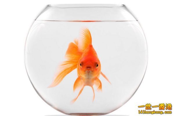Goldfish.jpg.cf.jpg