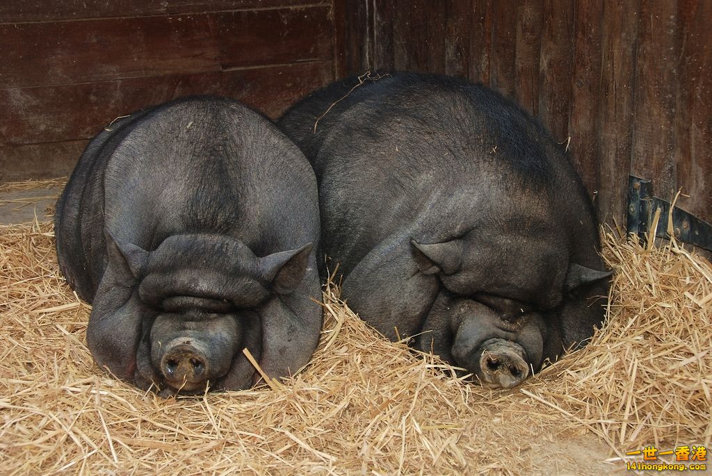 Pot-bellied_pigs_in_Lisbon_Zoo_2008.jpg