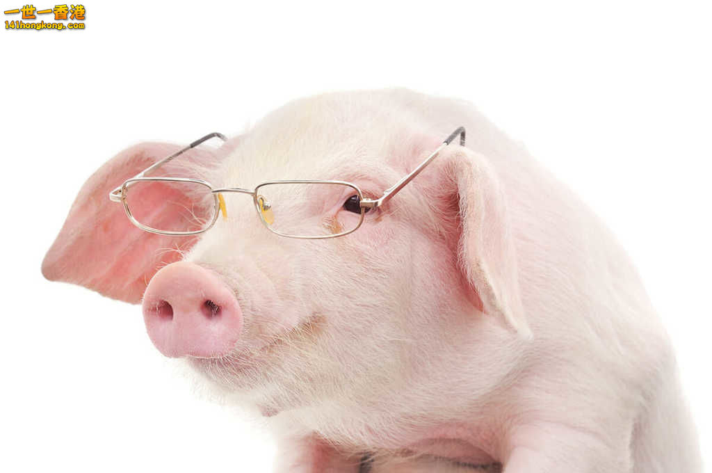 smart_pig.jpg