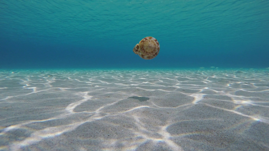 tropical-sandy-seabed-horizon-seashell-falls-on-sand-underwater-sunlight-reflect.png