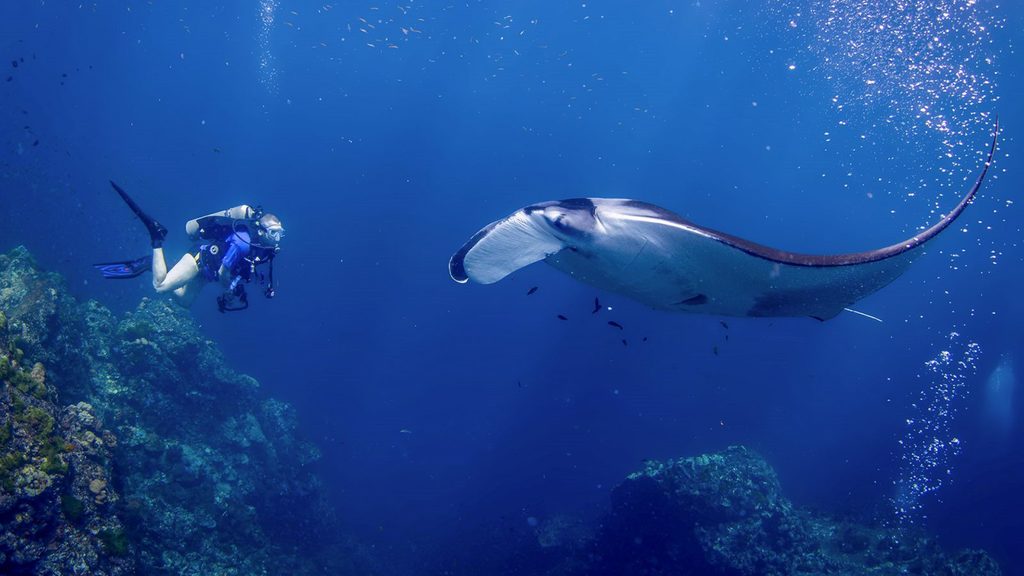 Best-Scuba-Diving-Phuket-Thailand-with-All4Diving-Encounter-with-Manta-Ray.jpg