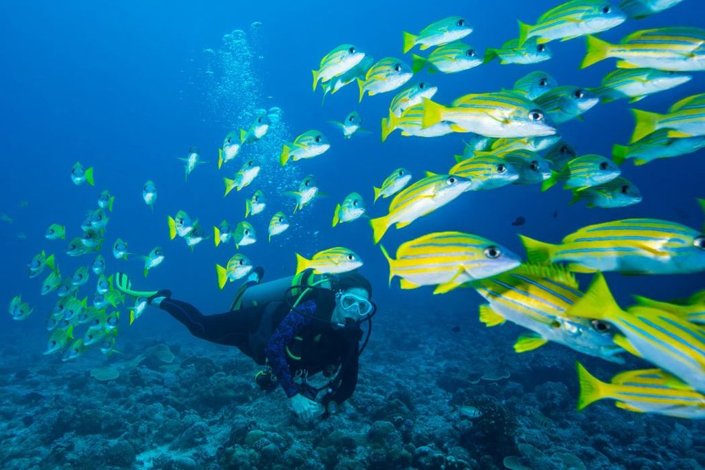 diver-school-of-fish-1050x700.jpg