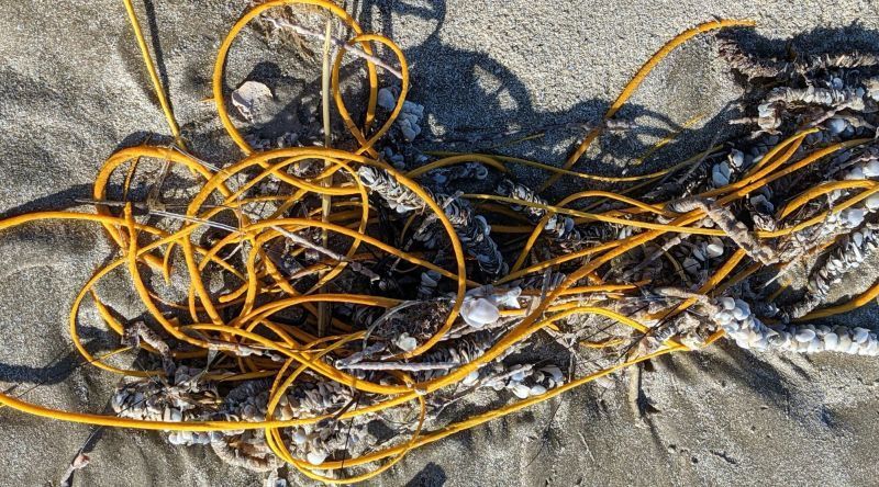 ▲日前帕德里島國家公園導覽員在海灘發現超像塑膠垃圾的黃色生物。.jpg.jpg