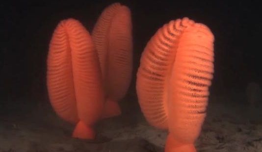 ▲海鰓是刺胞動物門珊瑚綱的一目，長十厘米至兩米不等，從寒武紀的伯吉斯頁岩中就已出現，至今仍有3百多種類存在。.jpg.jpg