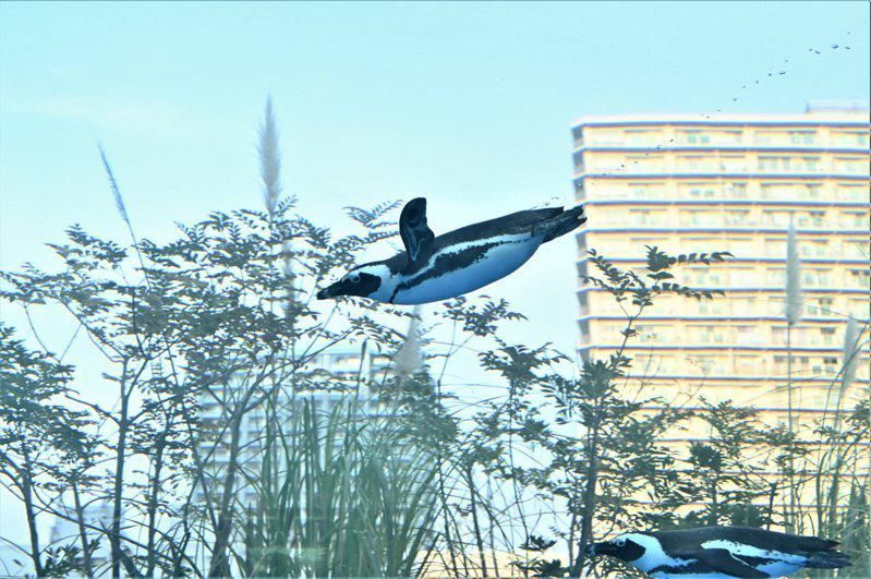 透過高超技巧加上創意，攝影師拍到尤如企鵝飛在空中嘅照片。.jpg