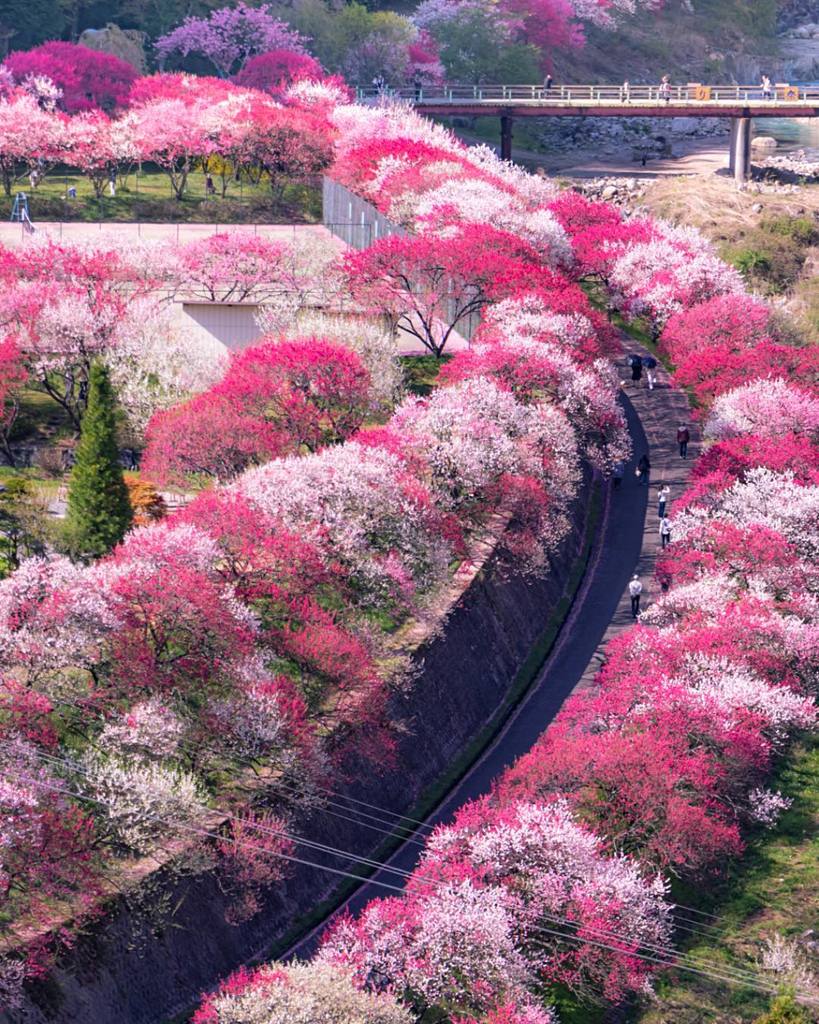 長野縣阿智村花桃公路.jpg