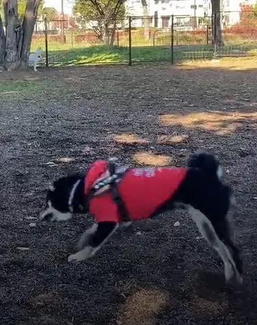 2 白柴躲在公園邊緣，不停盯著中央正玩耍的狗狗們。.jpg