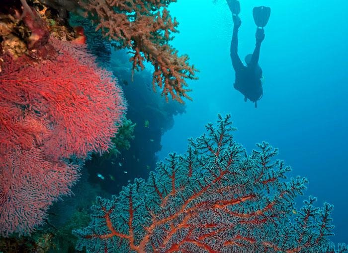 02菲律賓潛水-圖巴塔哈群礁-1.jpg