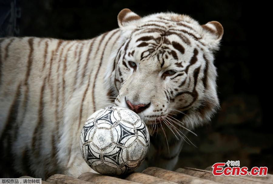 tiger football.jpg