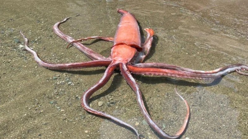1 日本海岸發現來自深海的大王魷魚，嚇壞不少網友，紛紛認為是大地震要來的前兆。.jpg.jpg